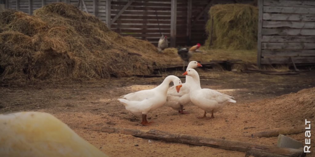 «Приехал отдохнуть — и остался жить». Молодой белорус поселился в деревне, завел хозяйство и делает сыр