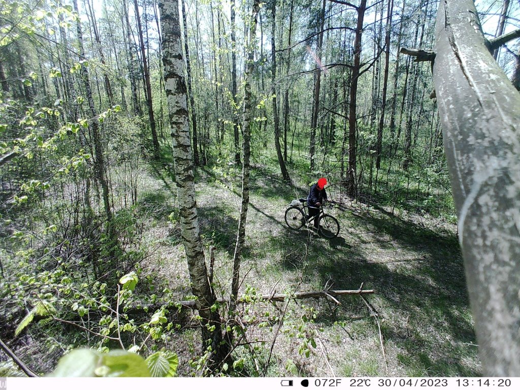 Житель Лунинецкого района съездил в лес и «насобирал» кучу административных статей
