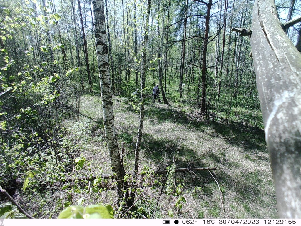 Житель Лунинецкого района съездил в лес и «насобирал» кучу административных статей