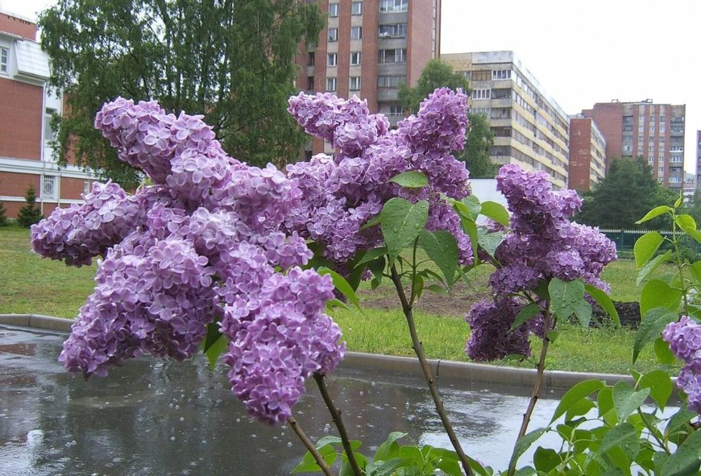 Какой штраф грозит за обламывание веток сирени?