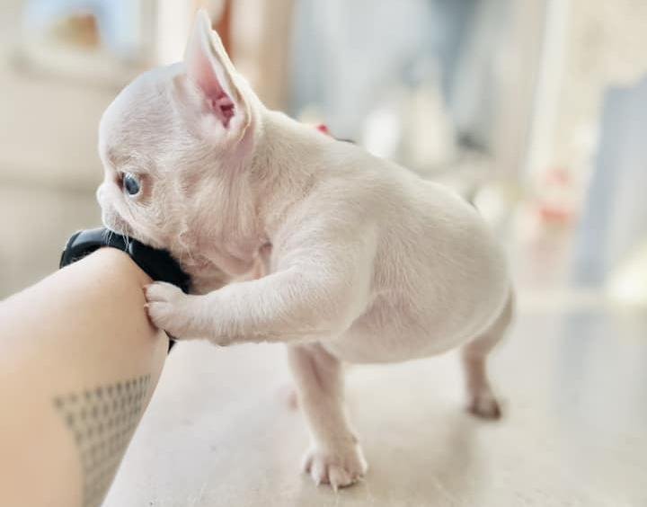 «Хороший корм стоит дорого, расходы приличные!». Белорусы о том, сколько тратят на содержание питомцев