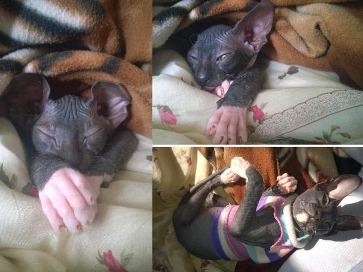 «Хороший корм стоит дорого, расходы приличные!». Белорусы о том, сколько тратят на содержание питомцев