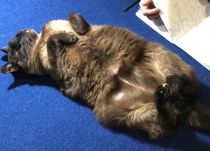 «Хороший корм стоит дорого, расходы приличные!». Белорусы о том, сколько тратят на содержание питомцев