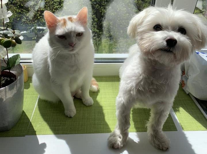 «Хороший корм стоит дорого, расходы приличные!». Белорусы о том, сколько тратят на содержание питомцев