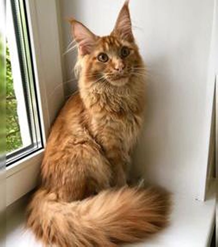 «Хороший корм стоит дорого, расходы приличные!». Белорусы о том, сколько тратят на содержание питомцев