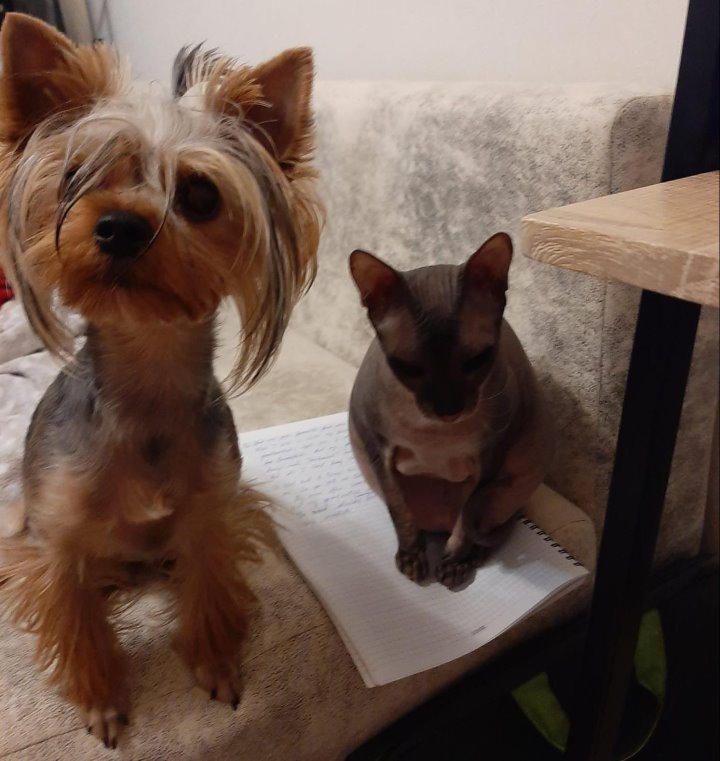 «Хороший корм стоит дорого, расходы приличные!». Белорусы о том, сколько тратят на содержание питомцев