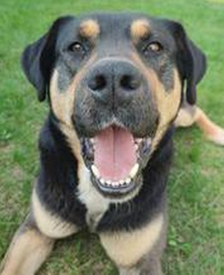 «Хороший корм стоит дорого, расходы приличные!». Белорусы о том, сколько тратят на содержание питомцев