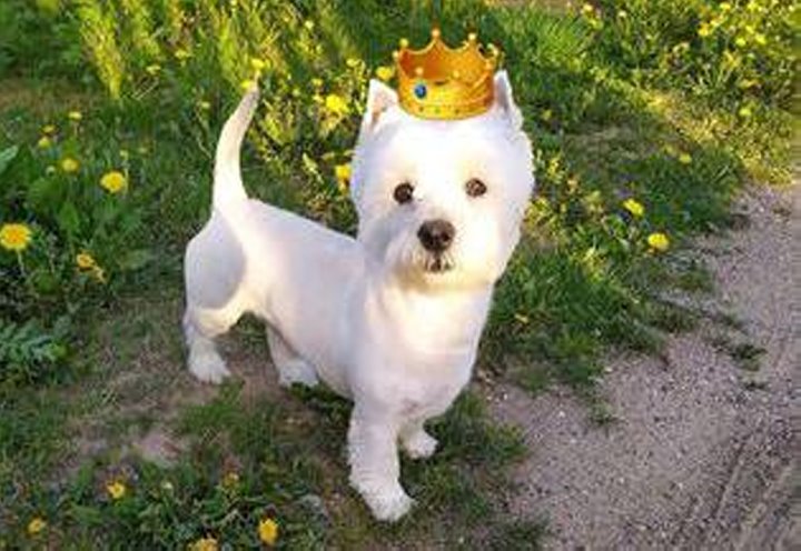 «Хороший корм стоит дорого, расходы приличные!». Белорусы о том, сколько тратят на содержание питомцев