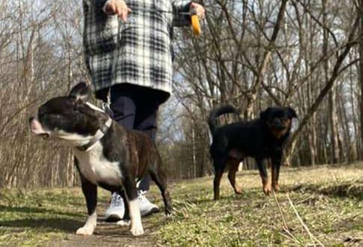 «Хороший корм стоит дорого, расходы приличные!». Белорусы о том, сколько тратят на содержание питомцев