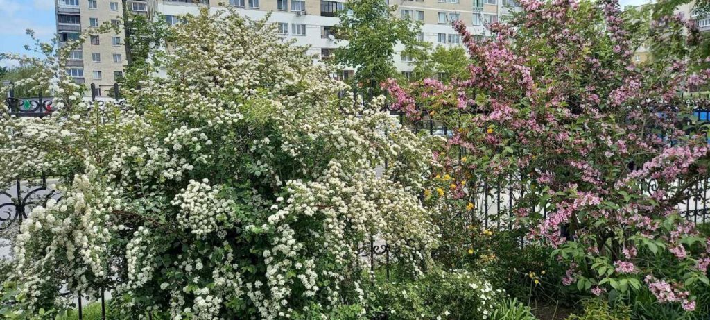 Эдем в центре Бреста