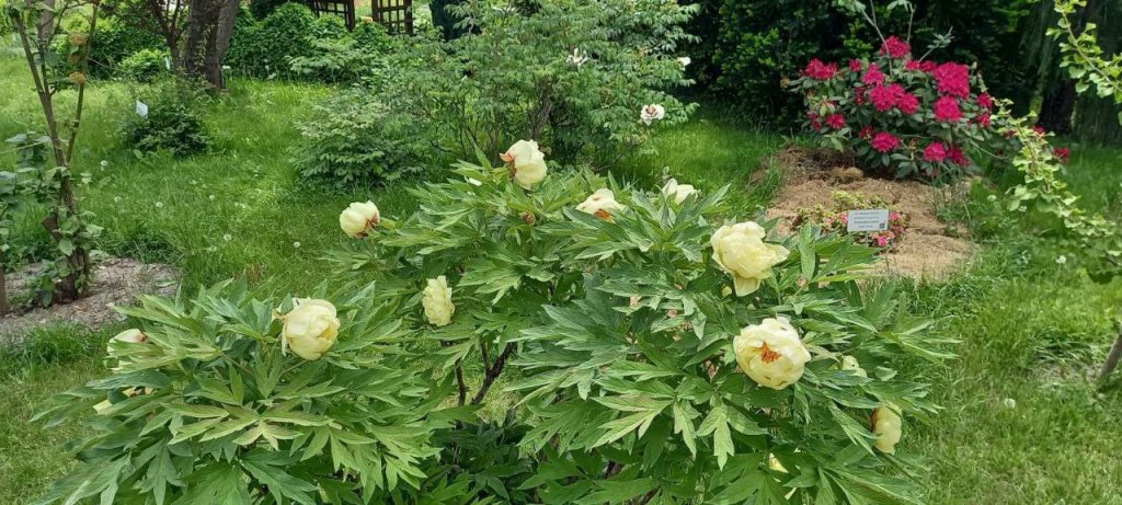 Эдем в центре Бреста