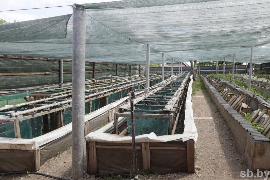 Фотофакт. Как в Беларуси семья выращивает улиток