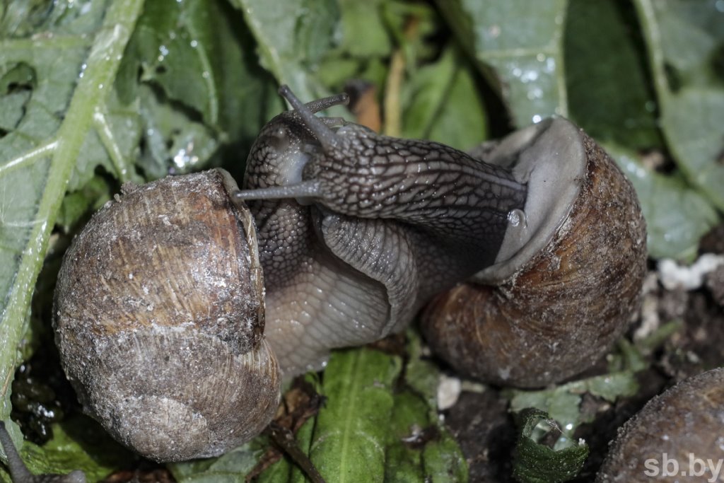Фотофакт. Как в Беларуси семья выращивает улиток