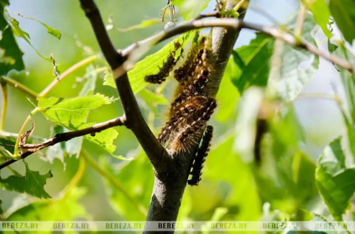 В Березовском районе выявлены опасные листогрызущие вредители