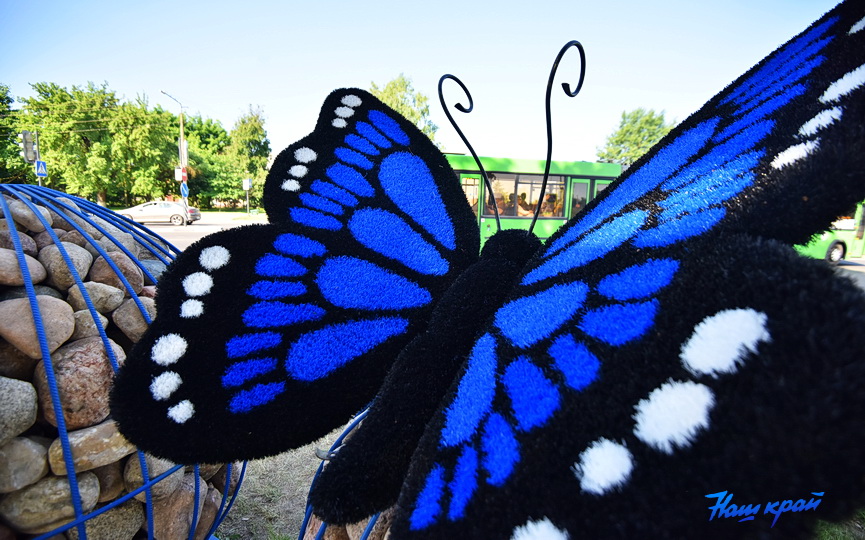 На оживленном перекрестке в Барановичах присела гигантская бабочка