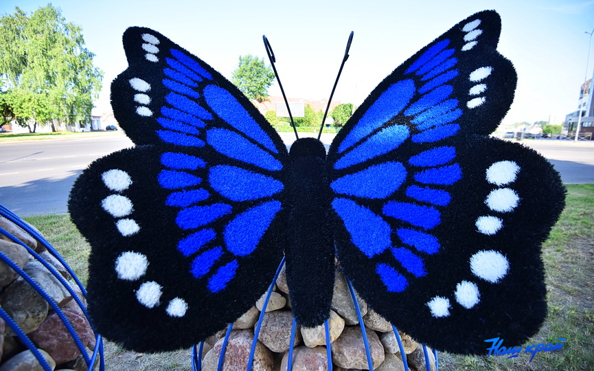 На оживленном перекрестке в Барановичах присела гигантская бабочка