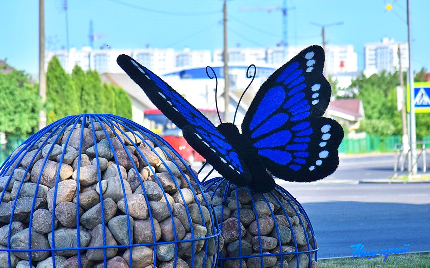 На оживленном перекрестке в Барановичах присела гигантская бабочка