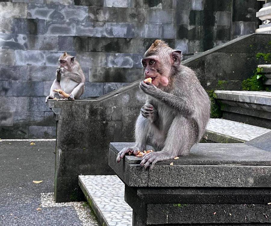 Как белоруска «перезимовала» на Бали