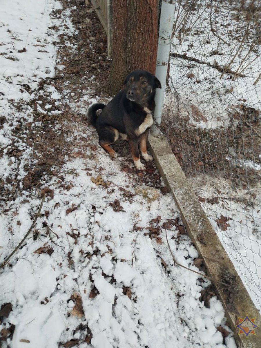 В Ляховичах спасатели освободили собаку, застрявшую в сетке