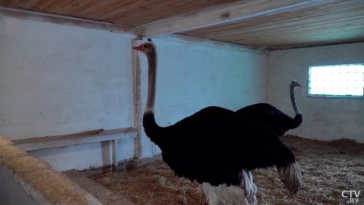 Африканские страусы нашли райское место на Брестчине. Как разводят экзотических птиц