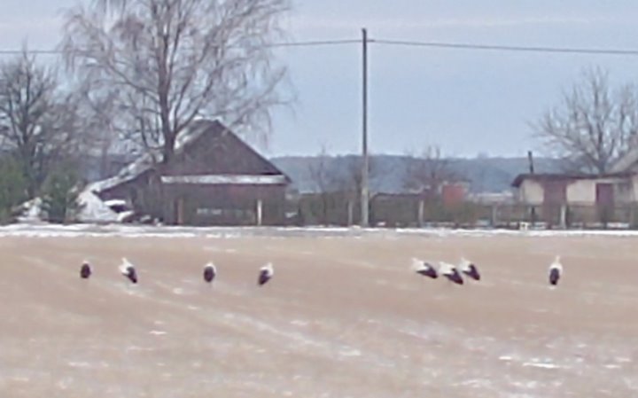 Аисты около Березы / Фото: читательница «Нашего края»