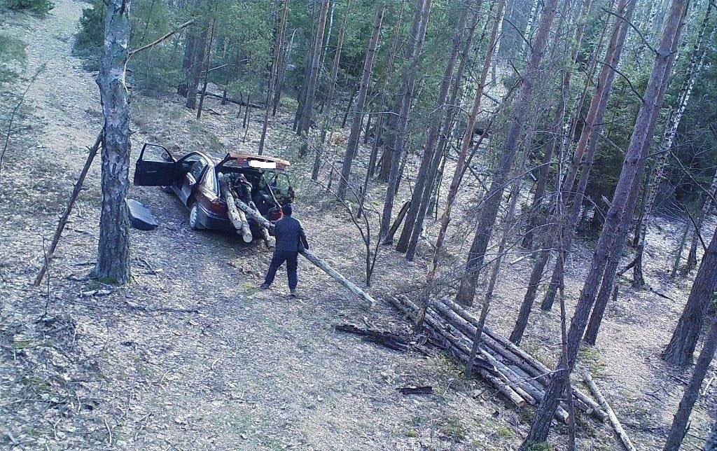 Инцидент произошел в Молотковичском лесничестве Пинского лесхоза.