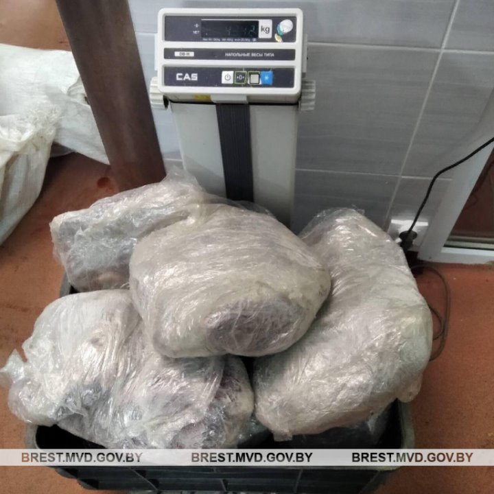 В Пружанском районе выявлена преступная схема сокрытия падежа скота