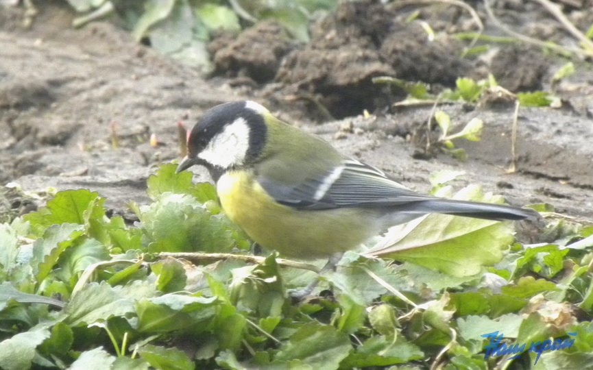 Во дворе жительницы Барановичей замечены синички