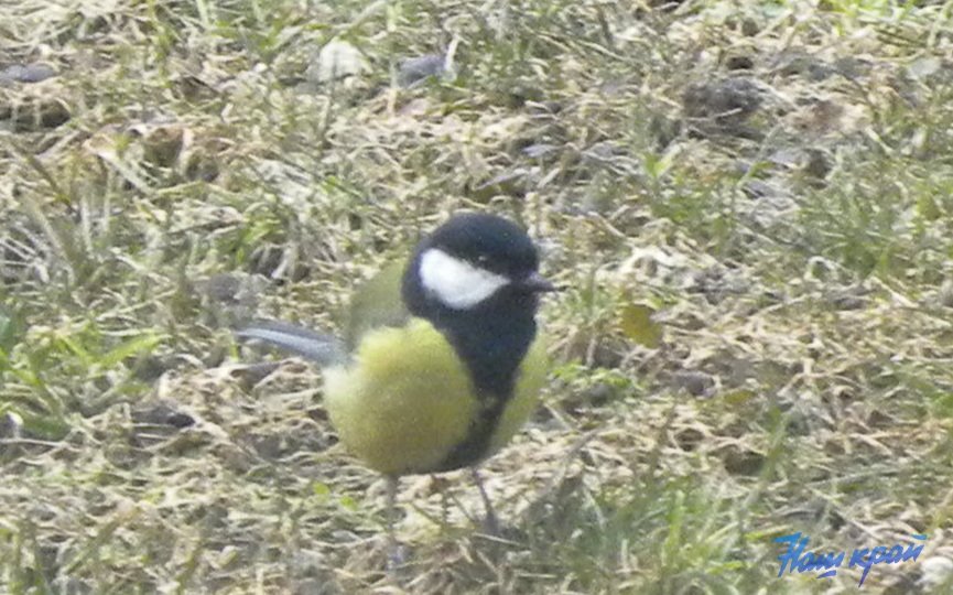 Во дворе жительницы Барановичей замечены синички
