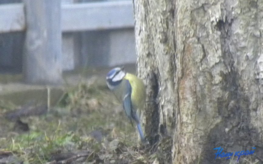 Во дворе жительницы Барановичей замечены синички