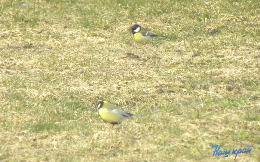 Во дворе жительницы Барановичей замечены синички