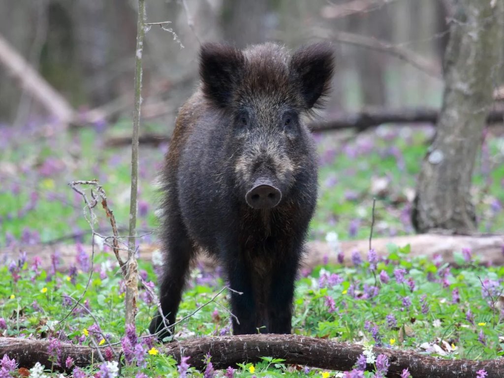 Без людей, но с радиацией: что творится с животными в зоне отчуждения