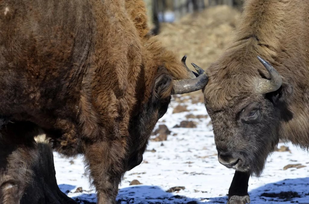 Без людей, но с радиацией: что творится с животными в зоне отчуждения