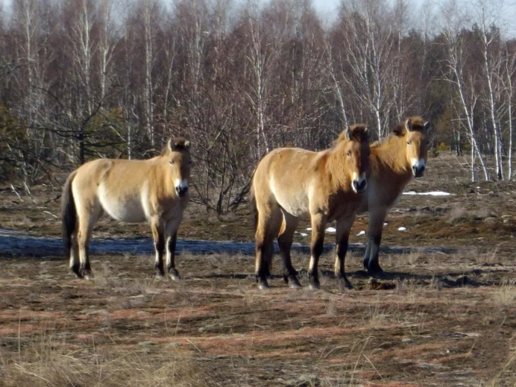 Без людей, но с радиацией: что творится с животными в зоне отчуждения