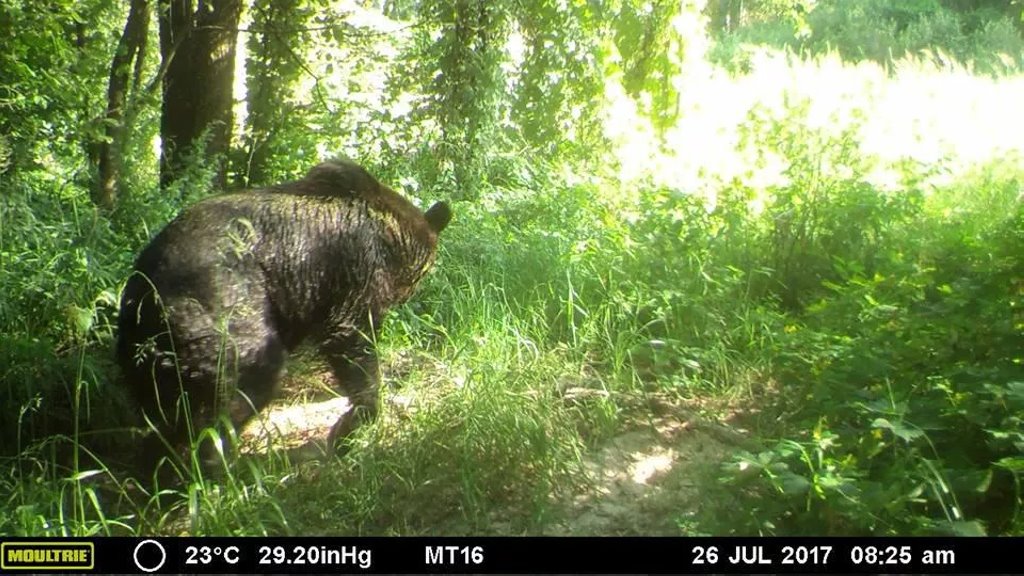 Без людей, но с радиацией: что творится с животными в зоне отчуждения