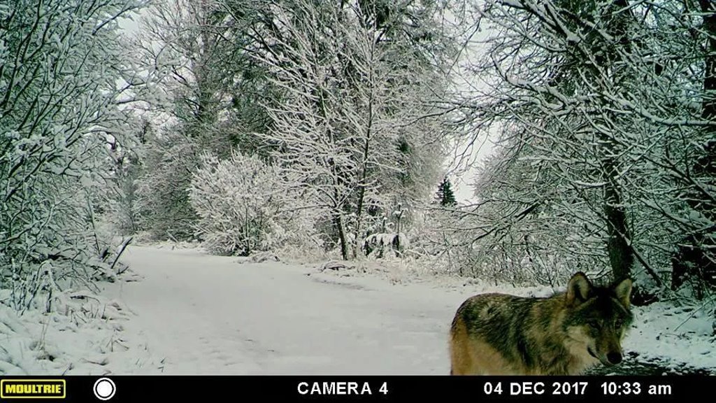 Без людей, но с радиацией: что творится с животными в зоне отчуждения