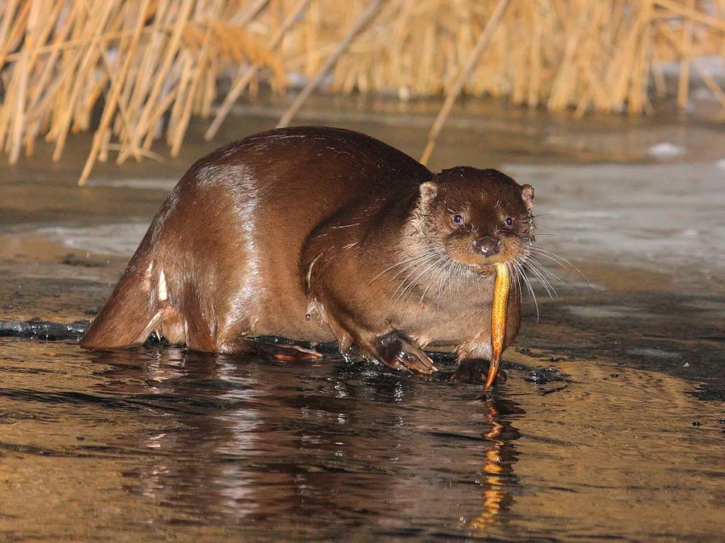 Без людей, но с радиацией: что творится с животными в зоне отчуждения