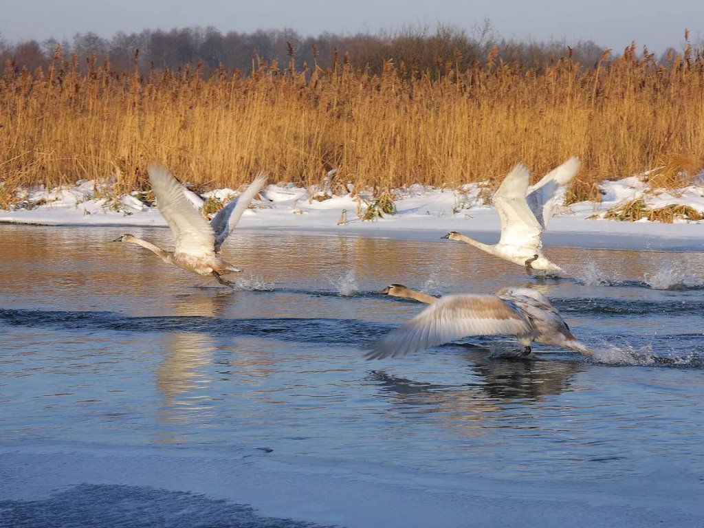 Без людей, но с радиацией: что творится с животными в зоне отчуждения