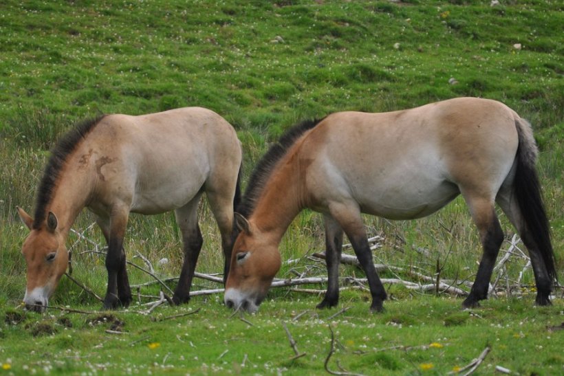 В Красную Книгу Беларуси внесли новое животное