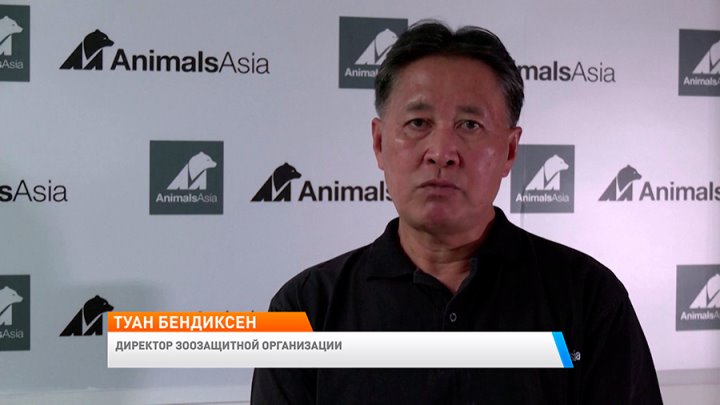 Над пятью медведями издевались 20 лет, чтобы добывать целебную желчь. Теперь животные в безопасности