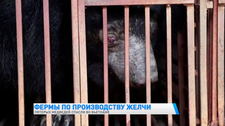 Над пятью медведями издевались 20 лет, чтобы добывать целебную желчь. Теперь животные в безопасности