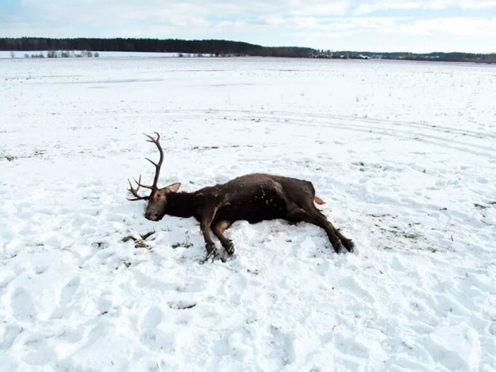 Незаконный отстрел благородных оленей обернулся для двух белорусов колоссальным штрафом
