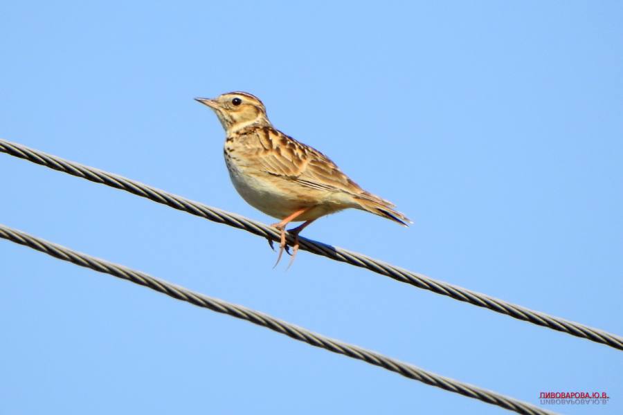 Юла и овсянка — смотрите, какие красивые птицы обитают в лесах Кобринского района
