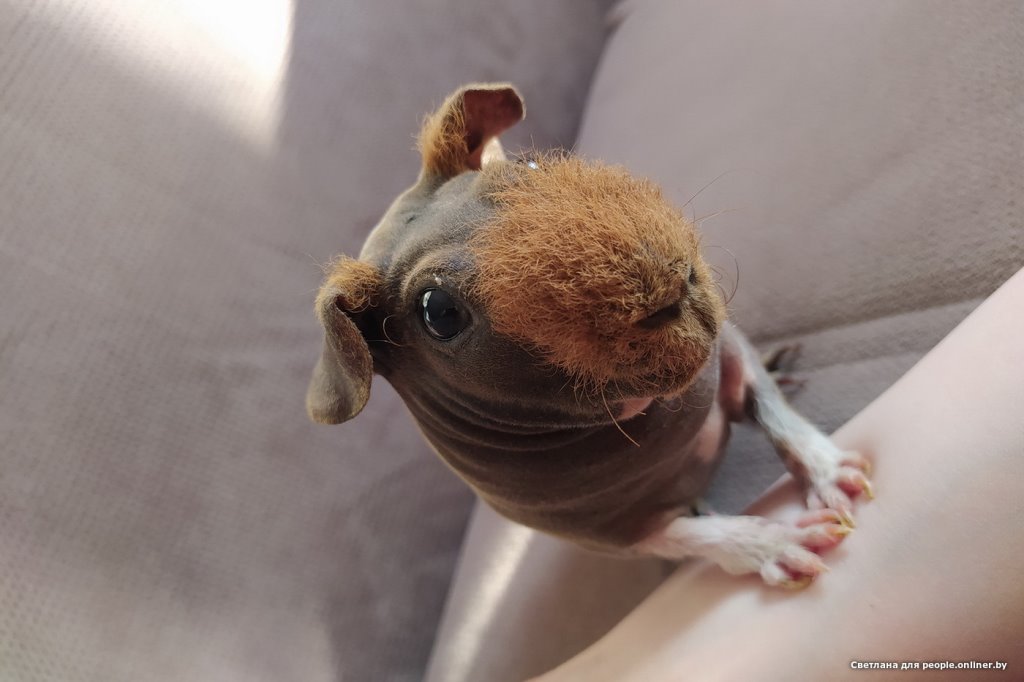 Это что вообще? Белоруска завела муми-троллей и продает их детей