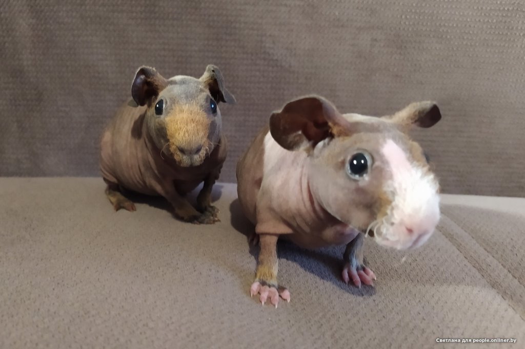 Это что вообще? Белоруска завела муми-троллей и продает их детей