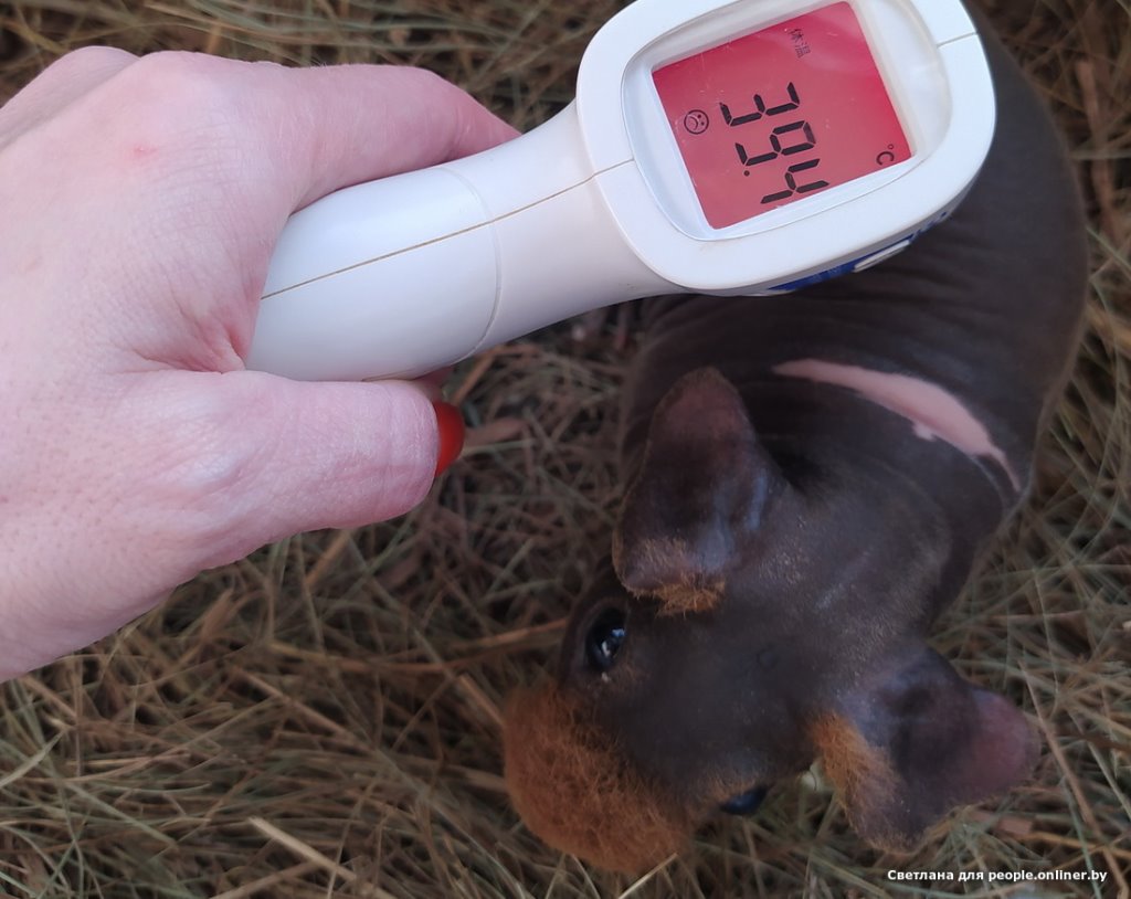 Это что вообще? Белоруска завела муми-троллей и продает их детей