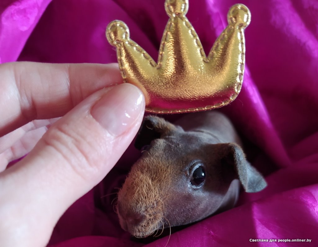 Это что вообще? Белоруска завела муми-троллей и продает их детей