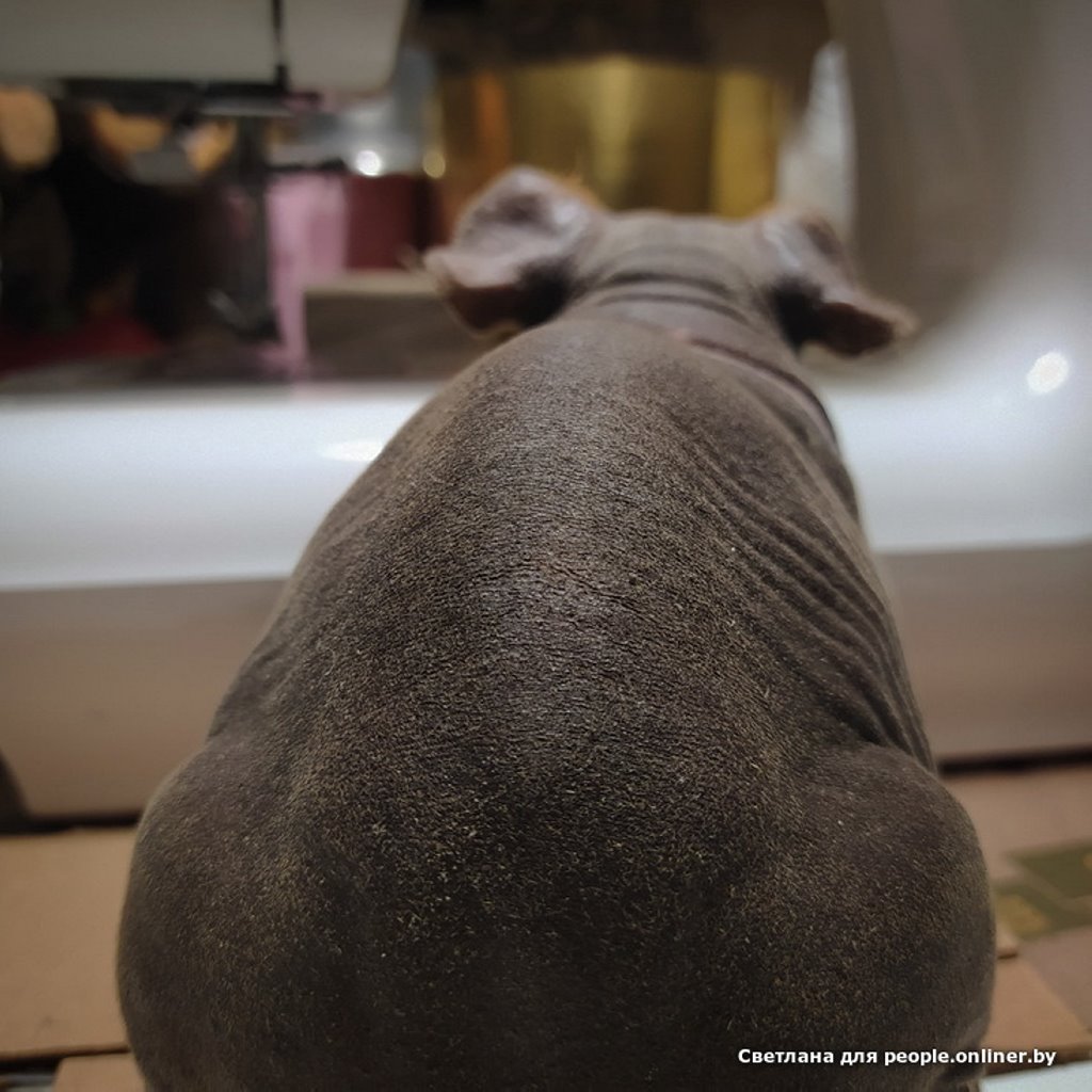 Это что вообще? Белоруска завела муми-троллей и продает их детей