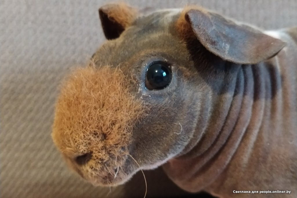 Это что вообще? Белоруска завела муми-троллей и продает их детей