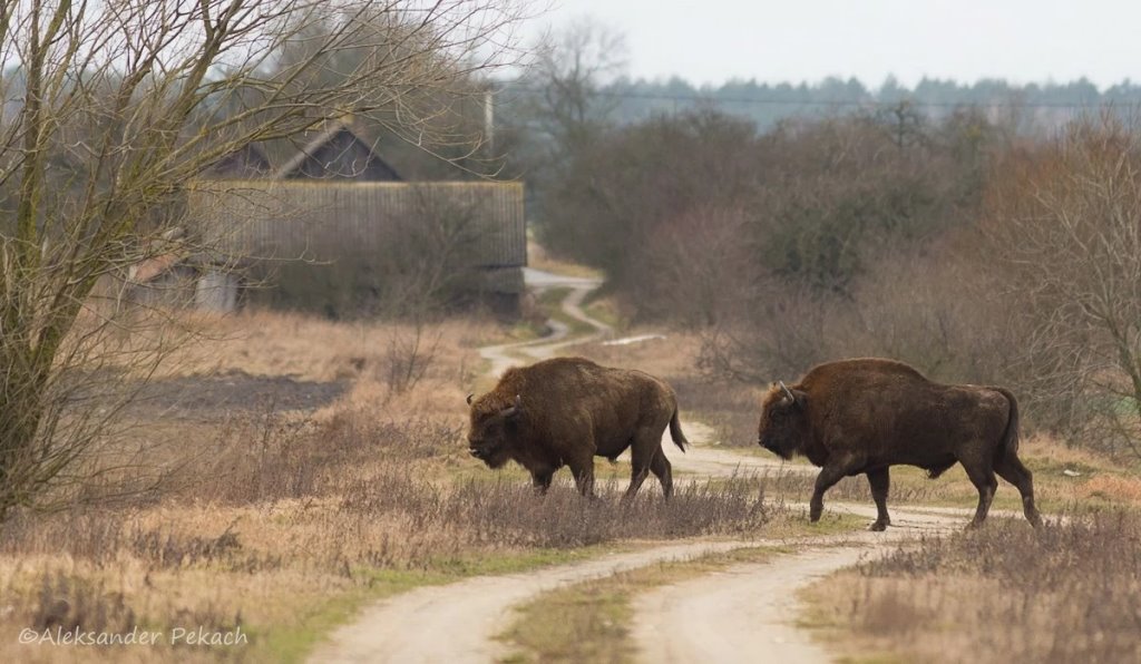 «Под окна приходят зубры». Парень купил в заброшенной деревне хату на болоте и открыл агроусадьбу